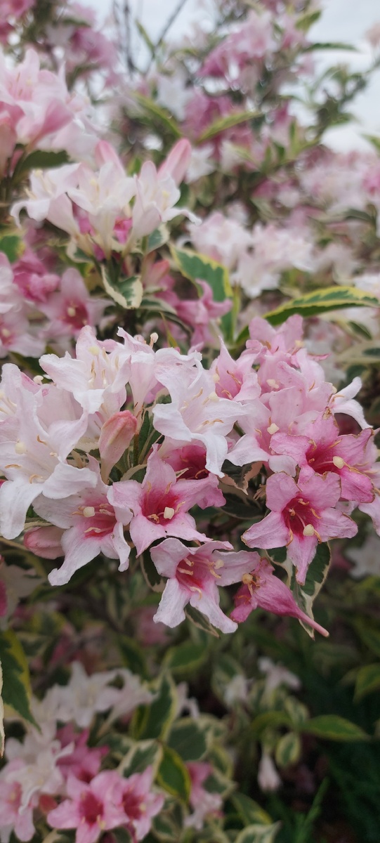 Вейгела Nana Variegata
