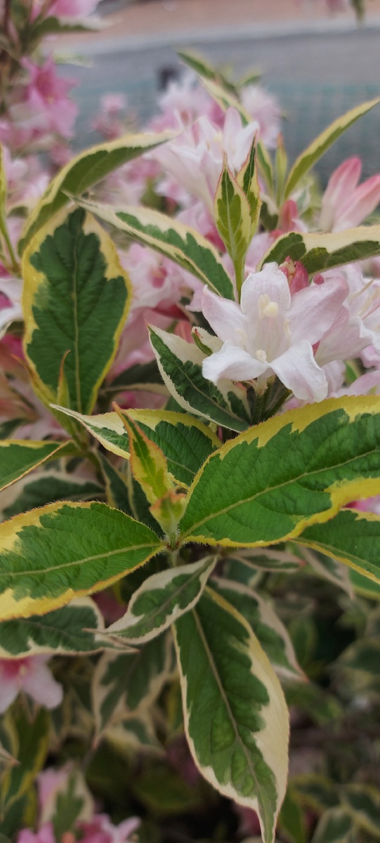 Вейгела Nana Variegata