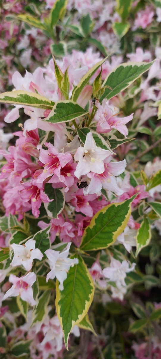 Вейгела Nana Variegata