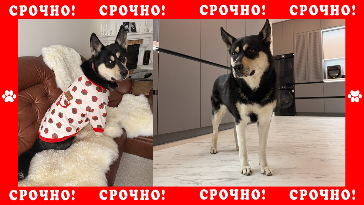 Пропала собака в Химках. Метис, черно-белый окрас.