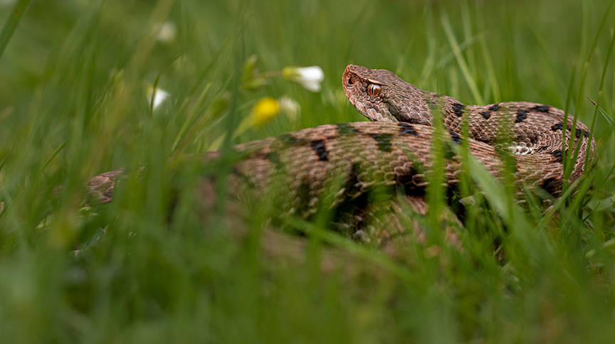 Гадюка асписовая (Vipera Aspis). Фото: Shutterstock