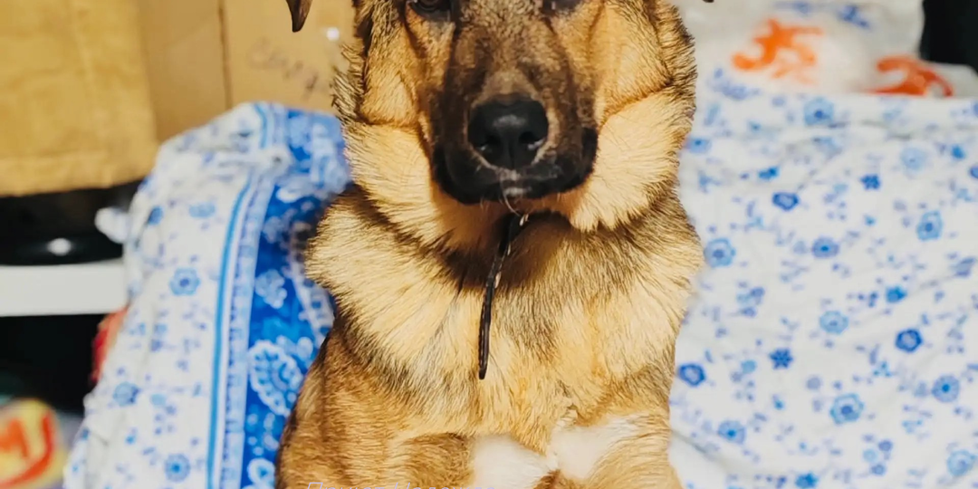 ОНИ ВЫЖИЛИ, ЧТОБЫ СТАТЬ ЧЬИМ-ТО СЧАСТЬЕМ! МАКС И МАРСЕЛЬ ИЩУТ ДОМ 🐾