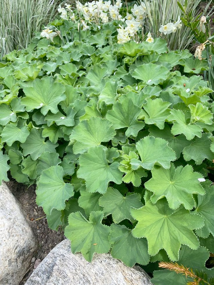 Alchemilla mollis