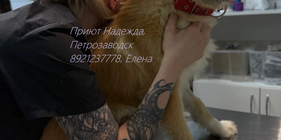 🚨ПОМОГИТЕ СОХРАНИТЬ ЛАПКУ ЛЁВЕ🚨
