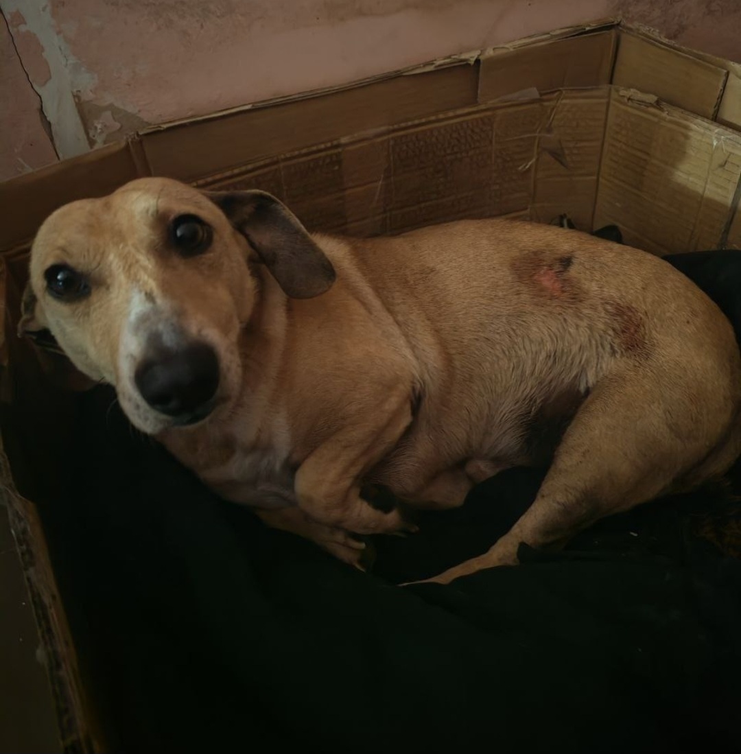 Боня в своей коробке 💔