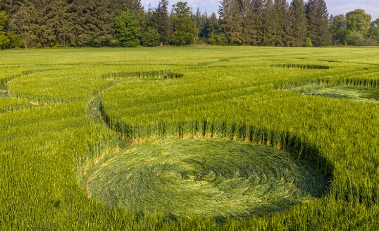 Стебли аккуратно согнуты, а не сломаны. (Фото: sun9-78.userapi.com).
