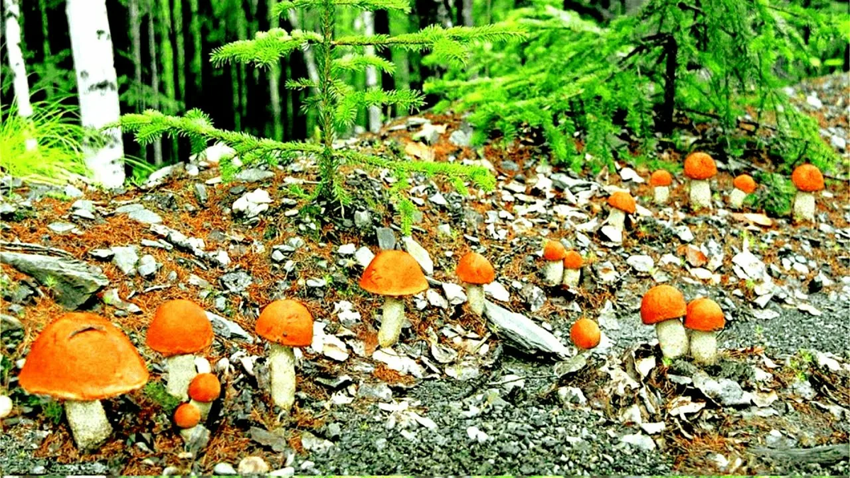 Фото из Яндекса. Спасибо автору. 