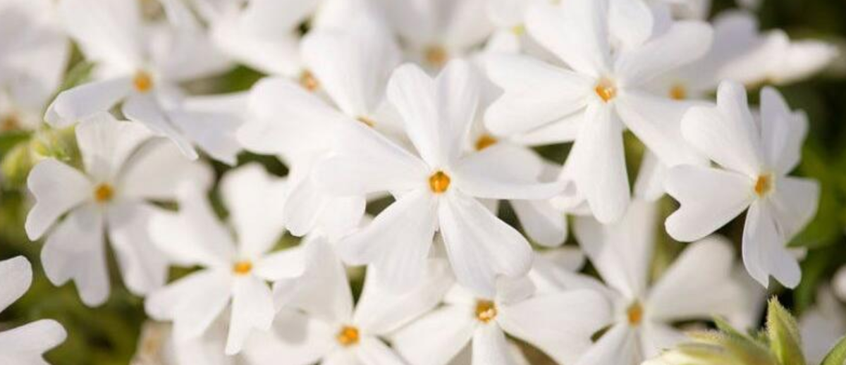 Флокс шиловидный (ползучий флокс) (Phlox subulata 'Snowflake' (Creeping Phlox))