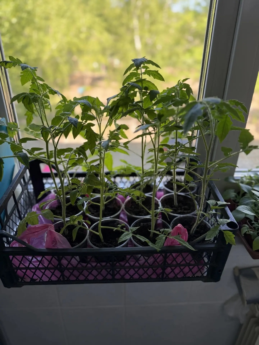 🍅🍅