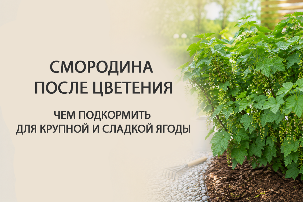 Чем подкормить смородину после цветения