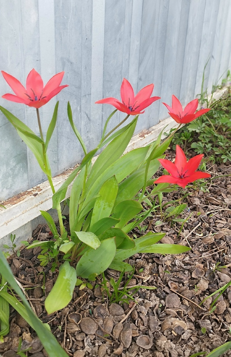 Тюльпаны под калиной