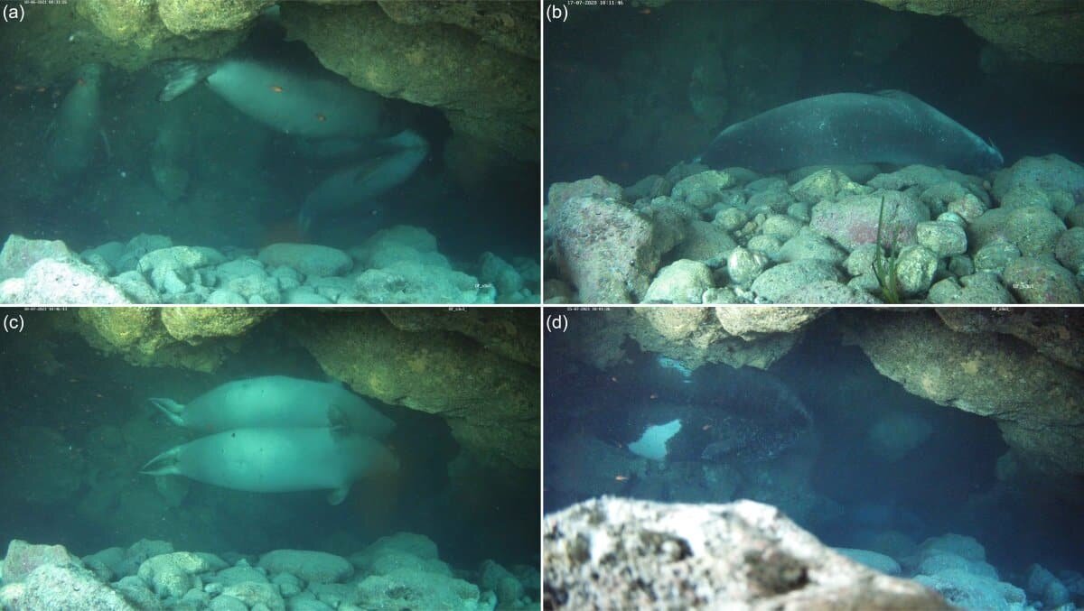    Тюлени-монахи спят в подводной пещере / © Joan Gonzalvo et al., Oryx, 2026