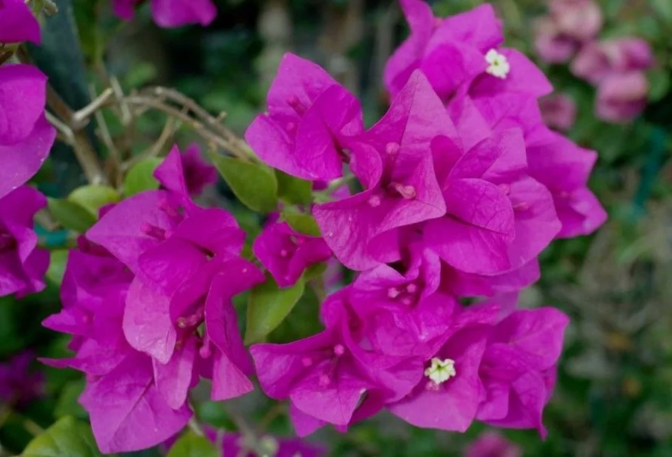 Bougainvillea