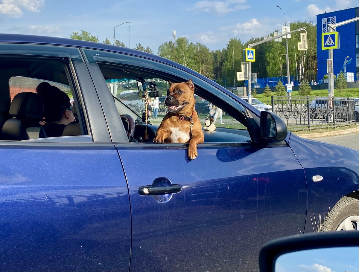 Собачке тоже жарко ))