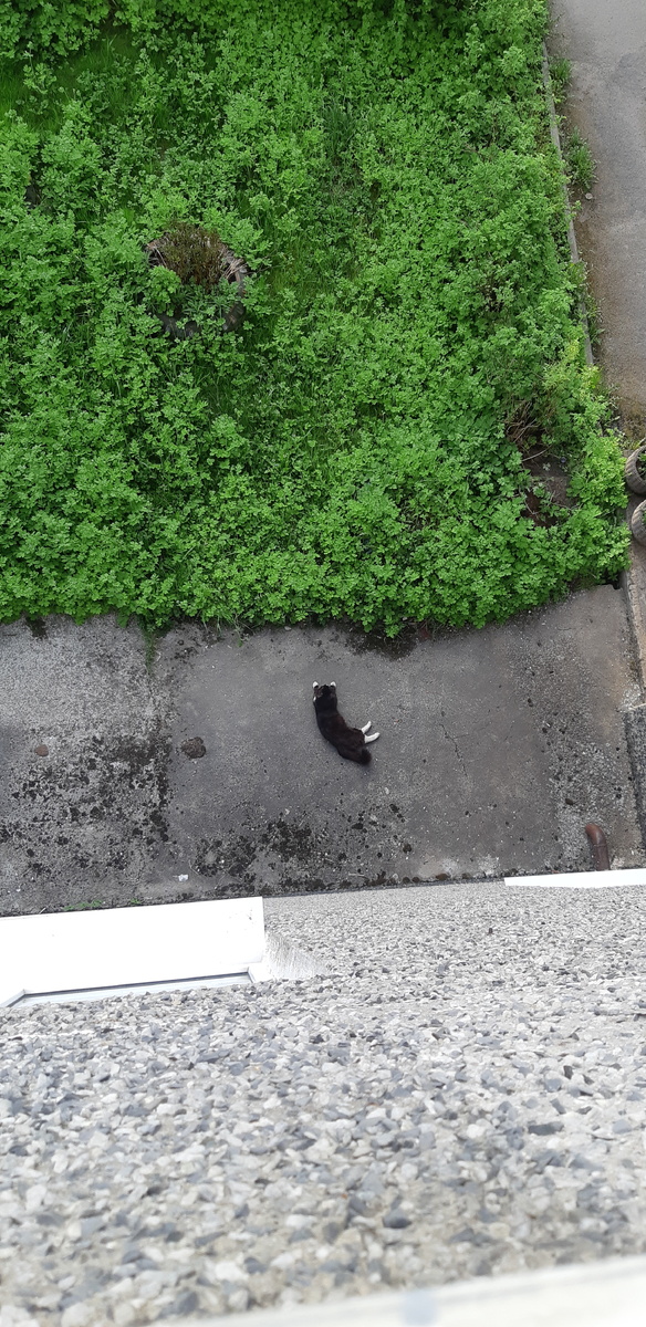 И вот, значит, еду я на эту ....  дачу, в наглухо заколоченном ящике, с мешком на голове, под дулом пистолета... Мне удалось сбежать...А потом я продал немного шерсти и купил оружие: кричалку.