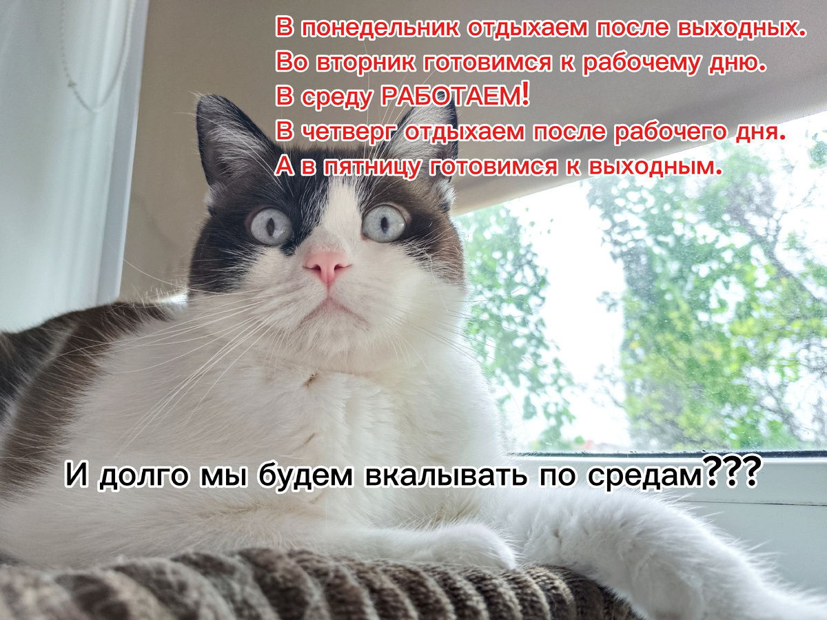 Валера возмущён 😼