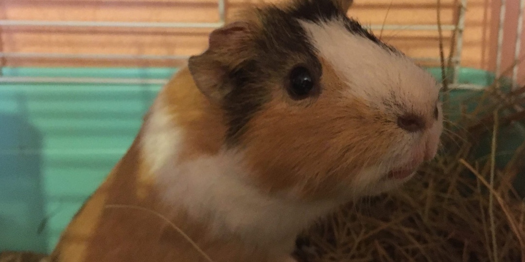 Что нельзя давать морским свинкам 🐽⚠️