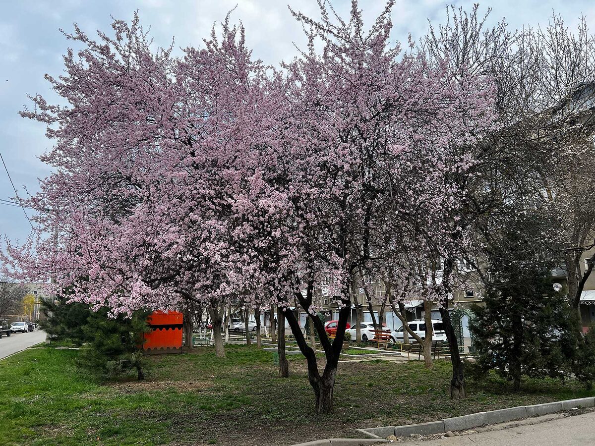 Цветет слива