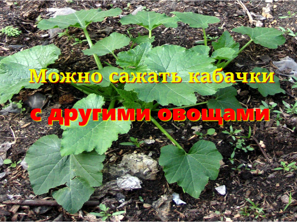 кабачки