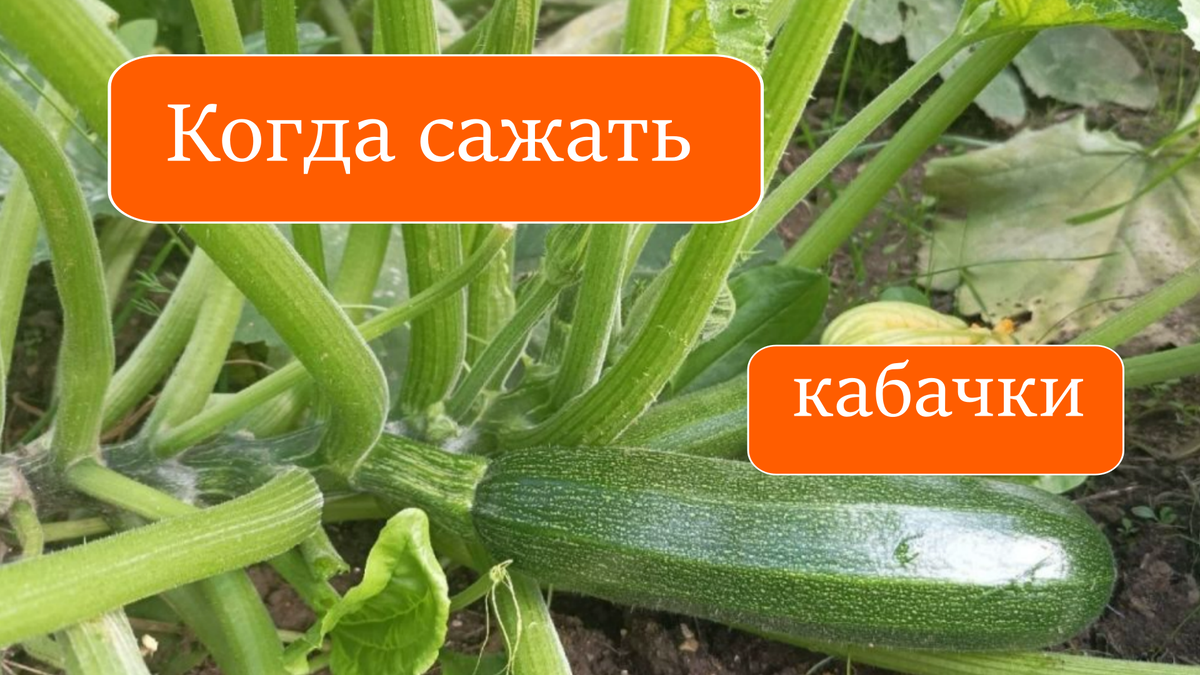кабачки