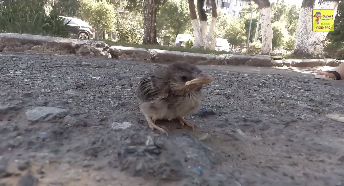 Милое видео
