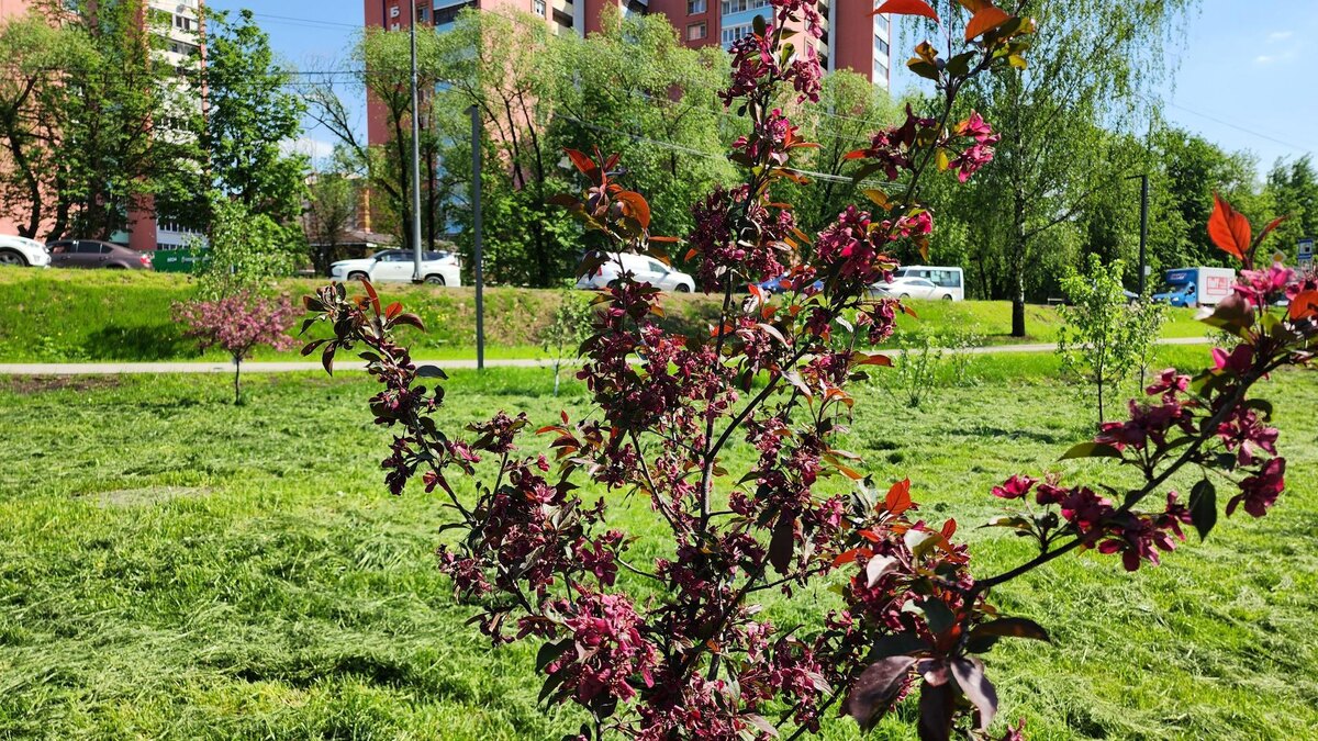     МедиаБанк Подмосковья / Юлия Смагринская