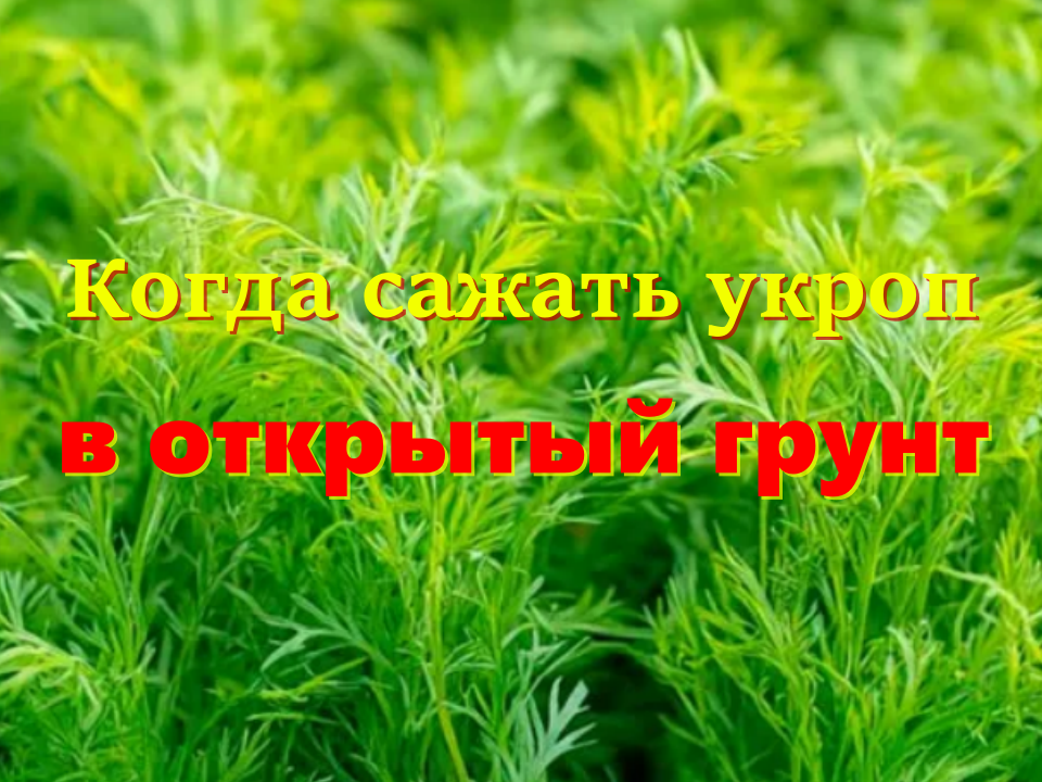 Укроп в открытый грунт