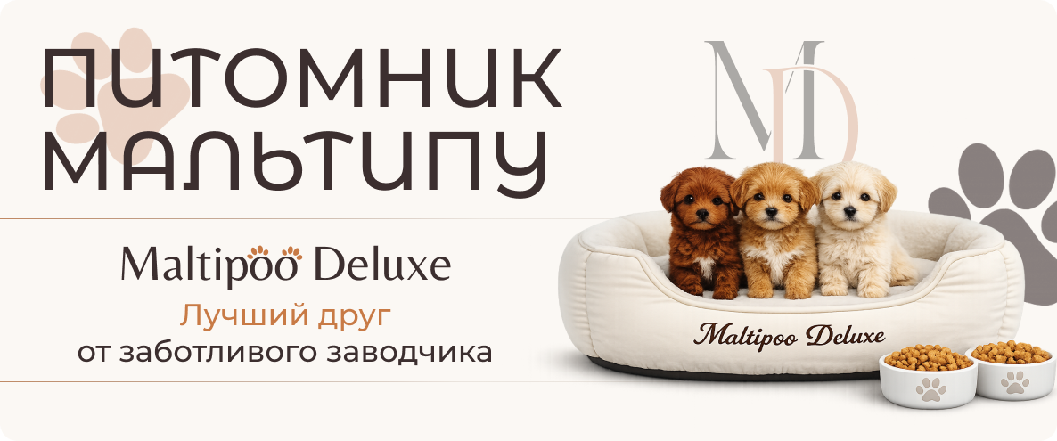Переходите на сайт maltipoodeluxe.ru и выберайте своего пушистика