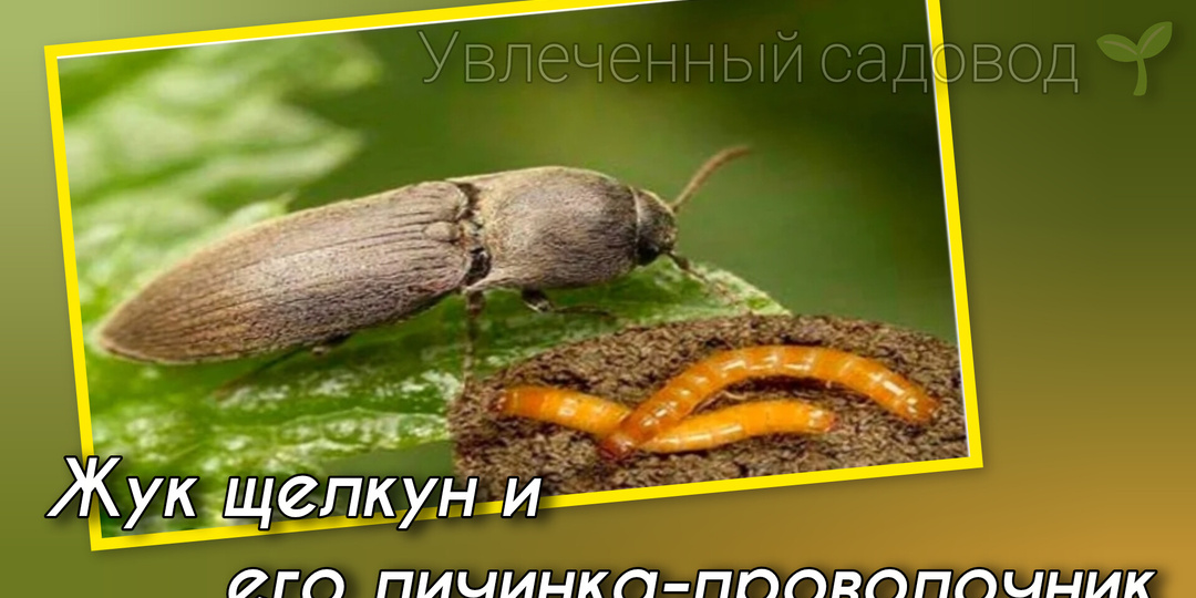 Коварный вредитель на огородах, пиво и луковая шелуха.