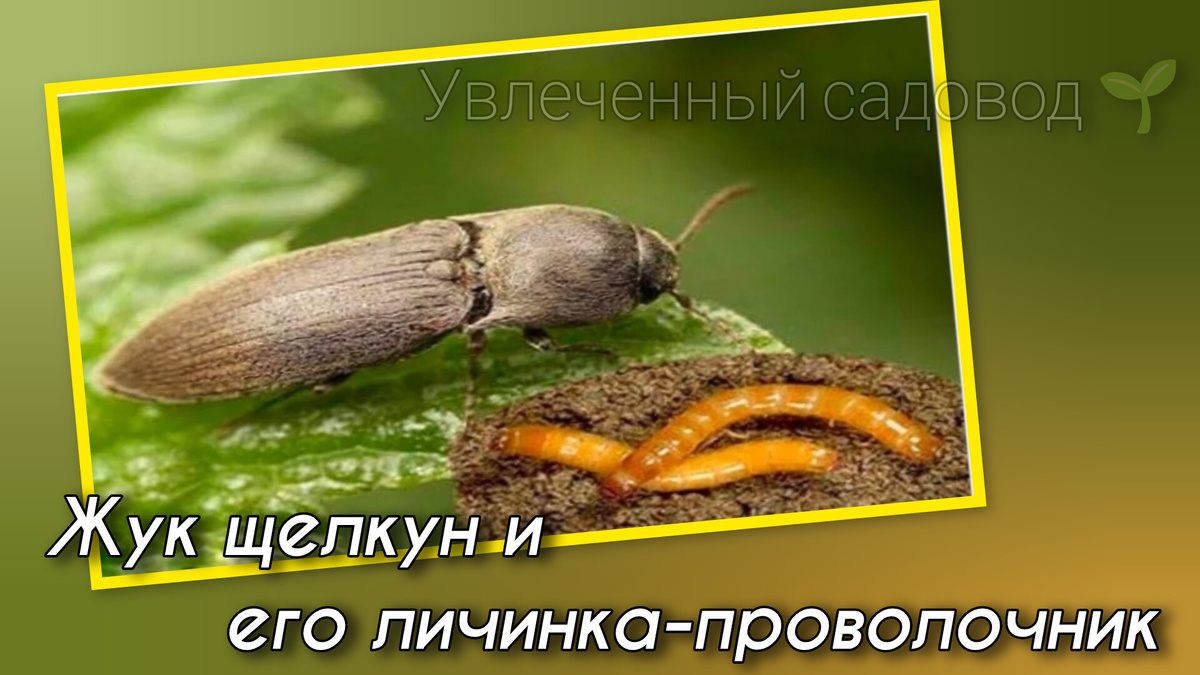 Фотоколлаж автора статьи 