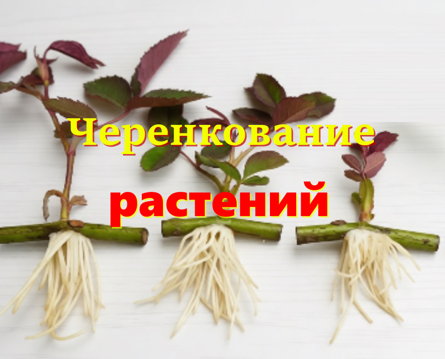 Черенкование растений