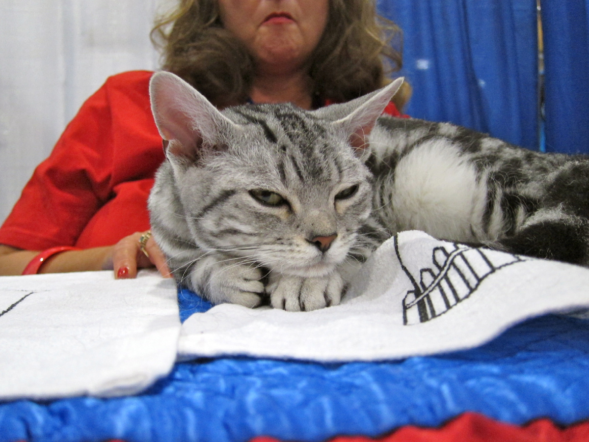 Pets Adviser, CC BY 2.0