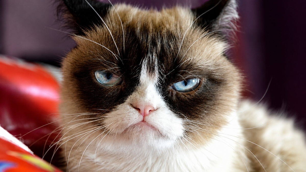 Мир  узнал ее Grumpy Cat