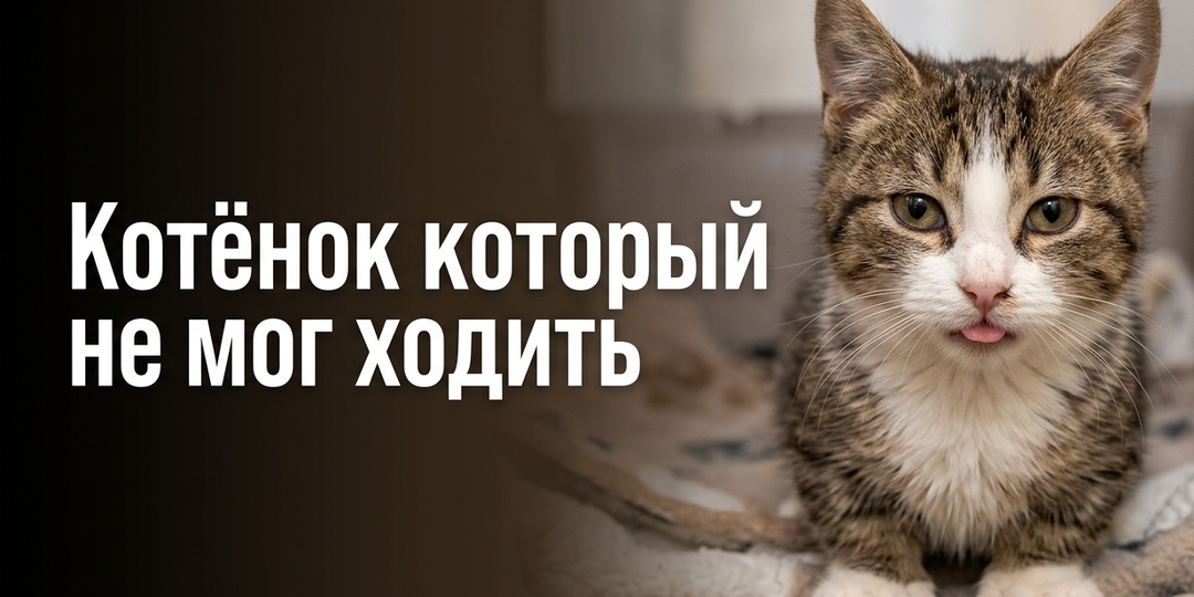 Хвостатые звёзды: как спасённые питомцы стали опорой для людей