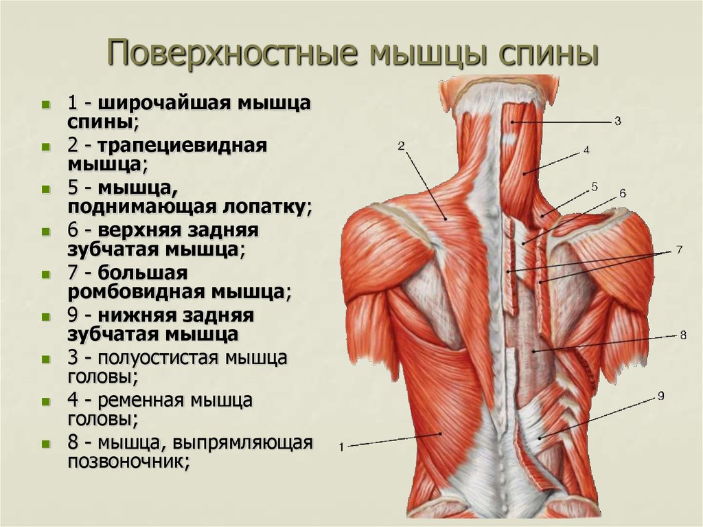 Источник: en.ppt-online.org/450261