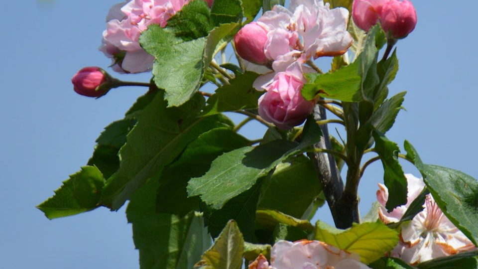 Яблоня `Бренди Мейджик` / Malus `Brandy Magic