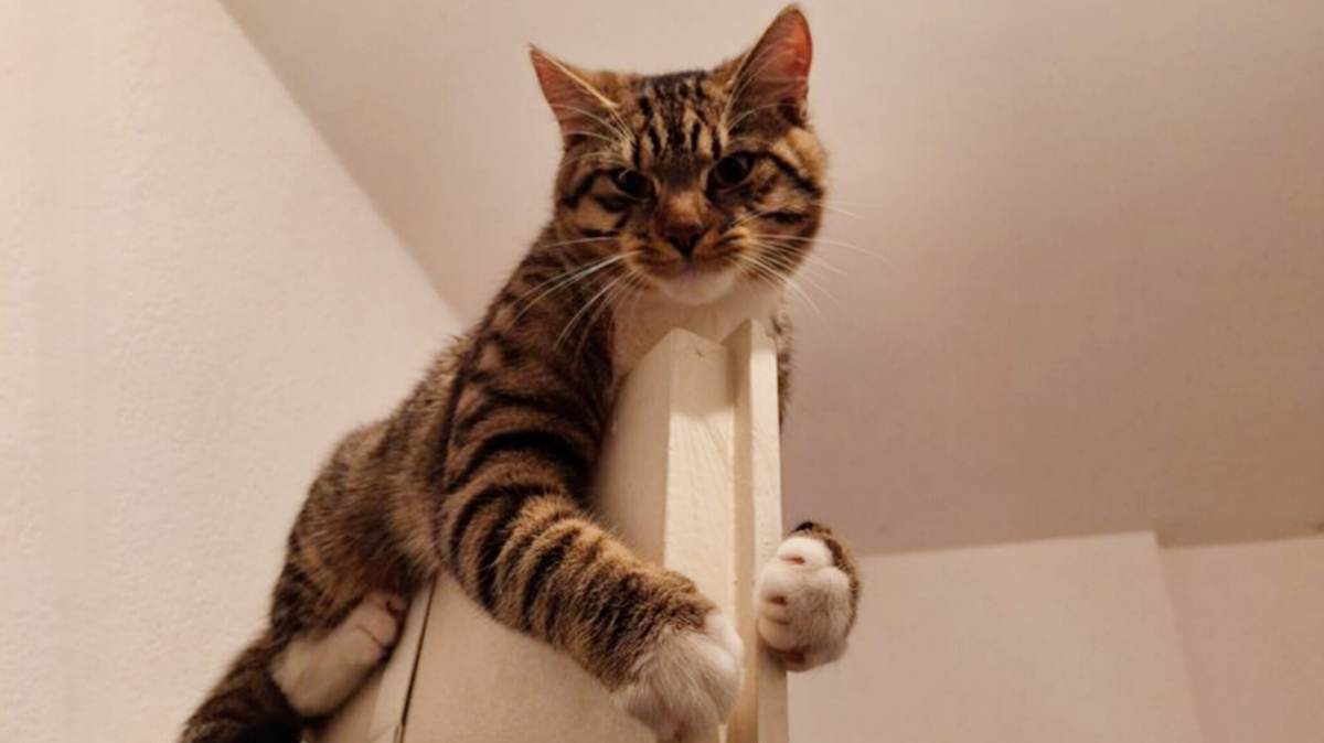 Кот, который уж точно выше всего этого 