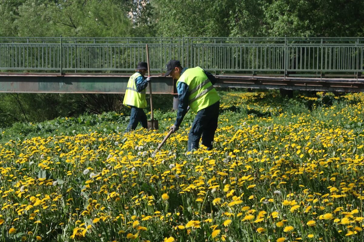    Уборка борщевика в Полежаевском парке 20 мая. Фото: Мойка78