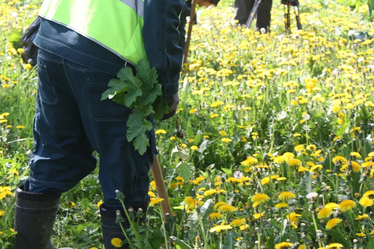    Уборка борщевика в Полежаевском парке 20 мая. Фото: Мойка78