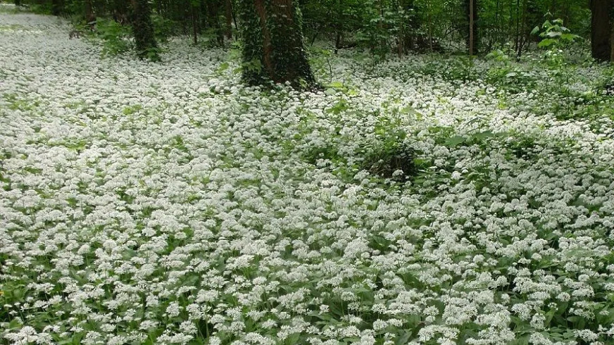   Поляна цветущей черемшы. Сразу видно. что это не ландыши. Хотя листья у них очень похожи.