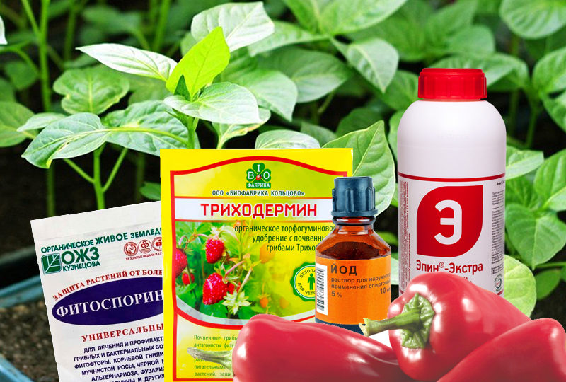 Почему у одних Фитоспорин и Триходерма работают, а у других — пустышка. Главная ошибка почти всех дачников