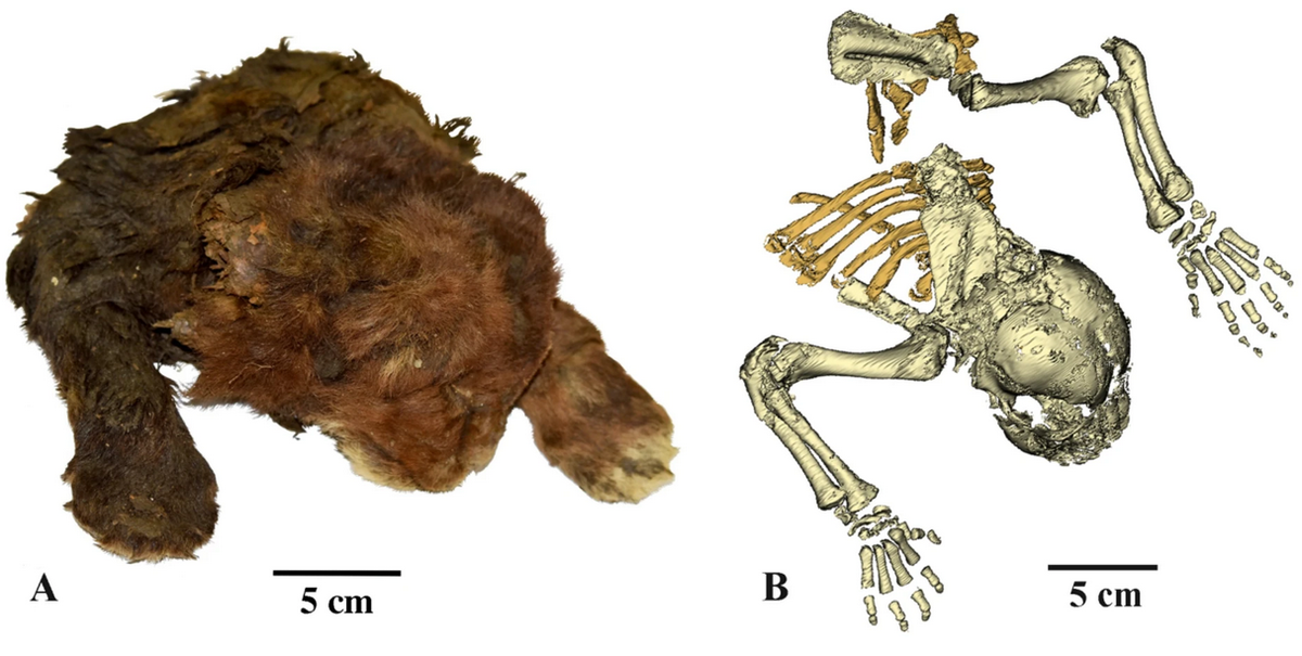 Замороженная мумия Homotherium latidens, Россия, Республика Саха (Якутия), бассейн реки Индигирка, река Бадяриха; верхний плейстоцен: ( А ) внешний вид; ( В ) скелет, КТ-сканирование, вид сверху.