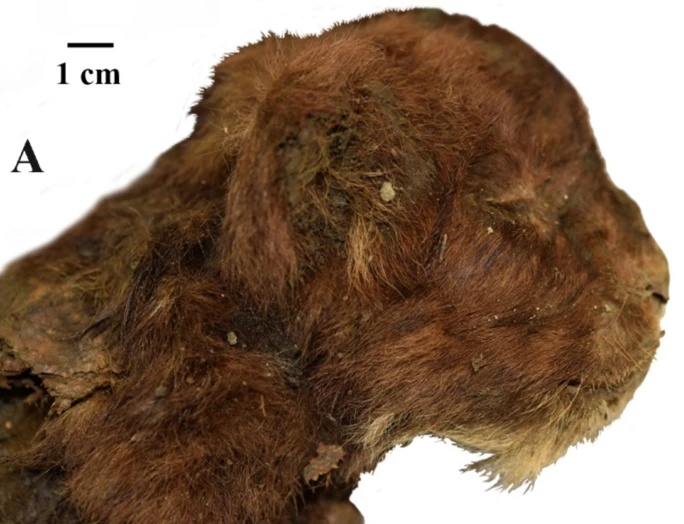 А. Мумия детёныша саблезубой кошки - Homotherium latidens