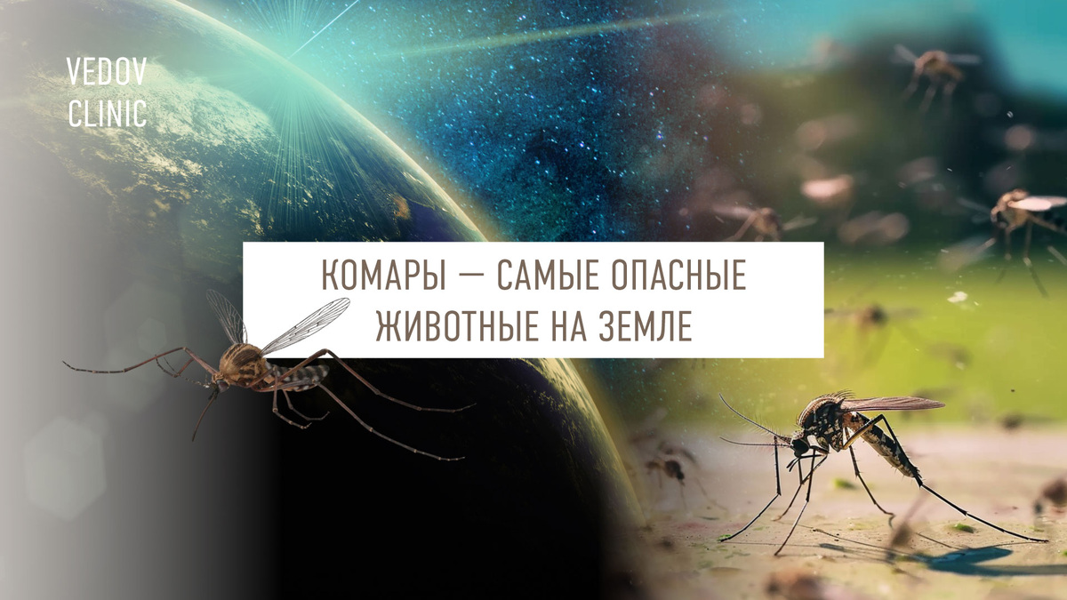 Комары — самые опасные животные на Земле