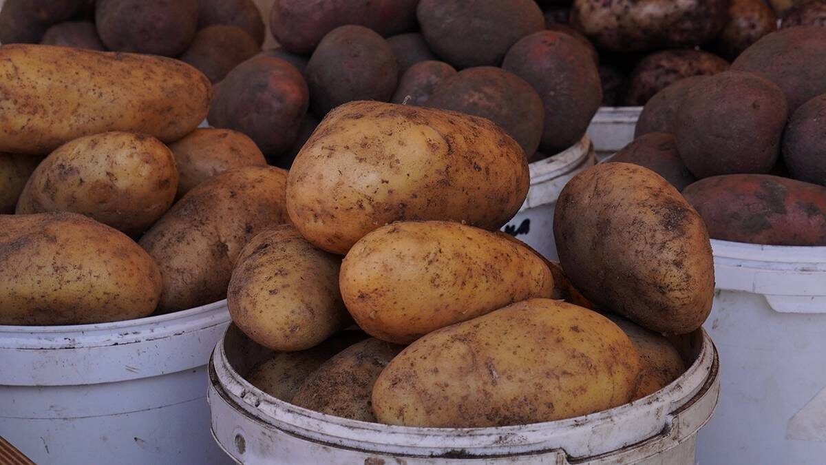 Как получить богатый урожай картофеля: проверенный способ, который работает у каждого