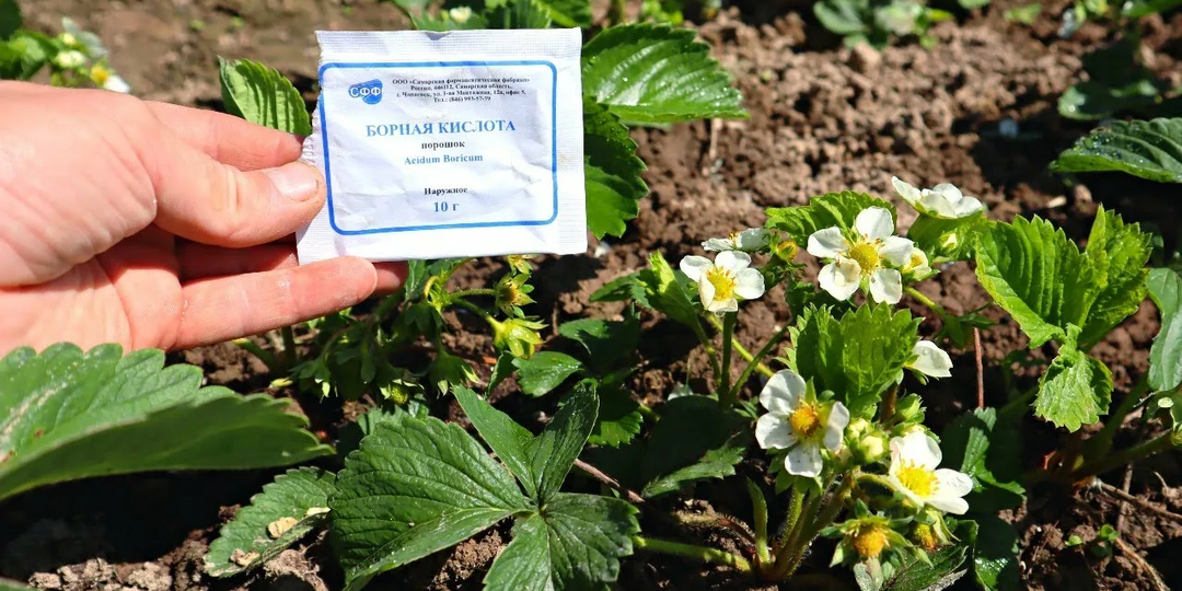 🍓 «Борная кислота для клубники: секрет крупных и сладких ягод в мае‑июне — подробная инструкция» 🍓
