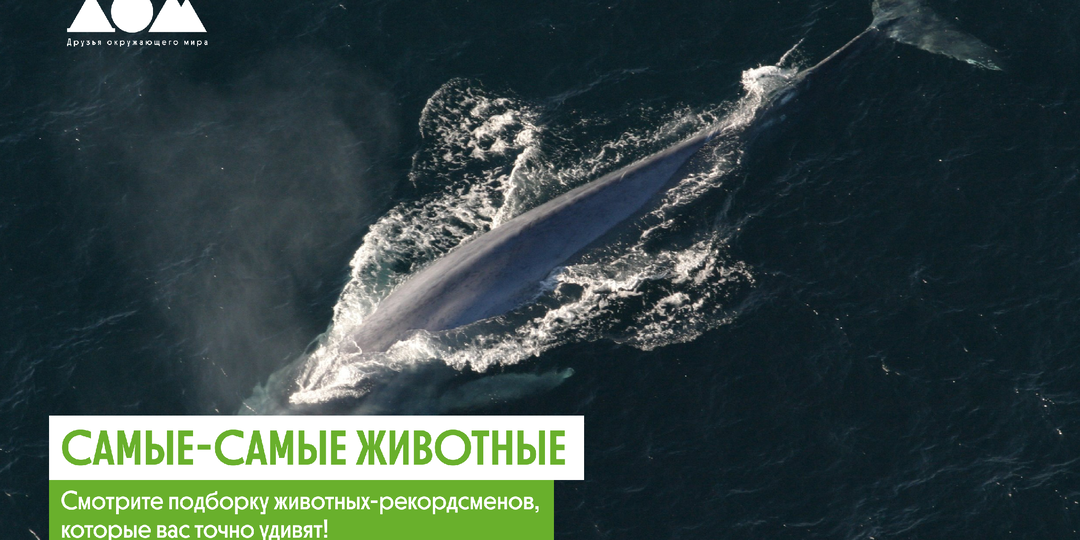 Главные чемпионы мира животных