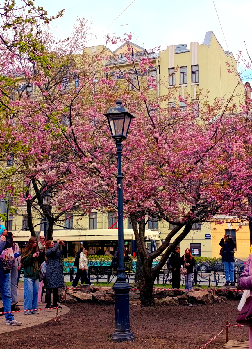 Санкт-петербург, сакура зацвела! 