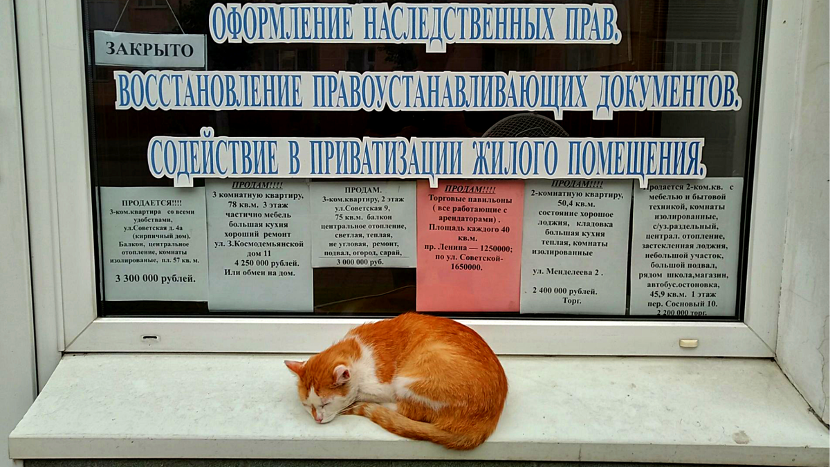 Вот с чем-чем, а с приХватизацией жилых помещений у котов проблем точно нет!