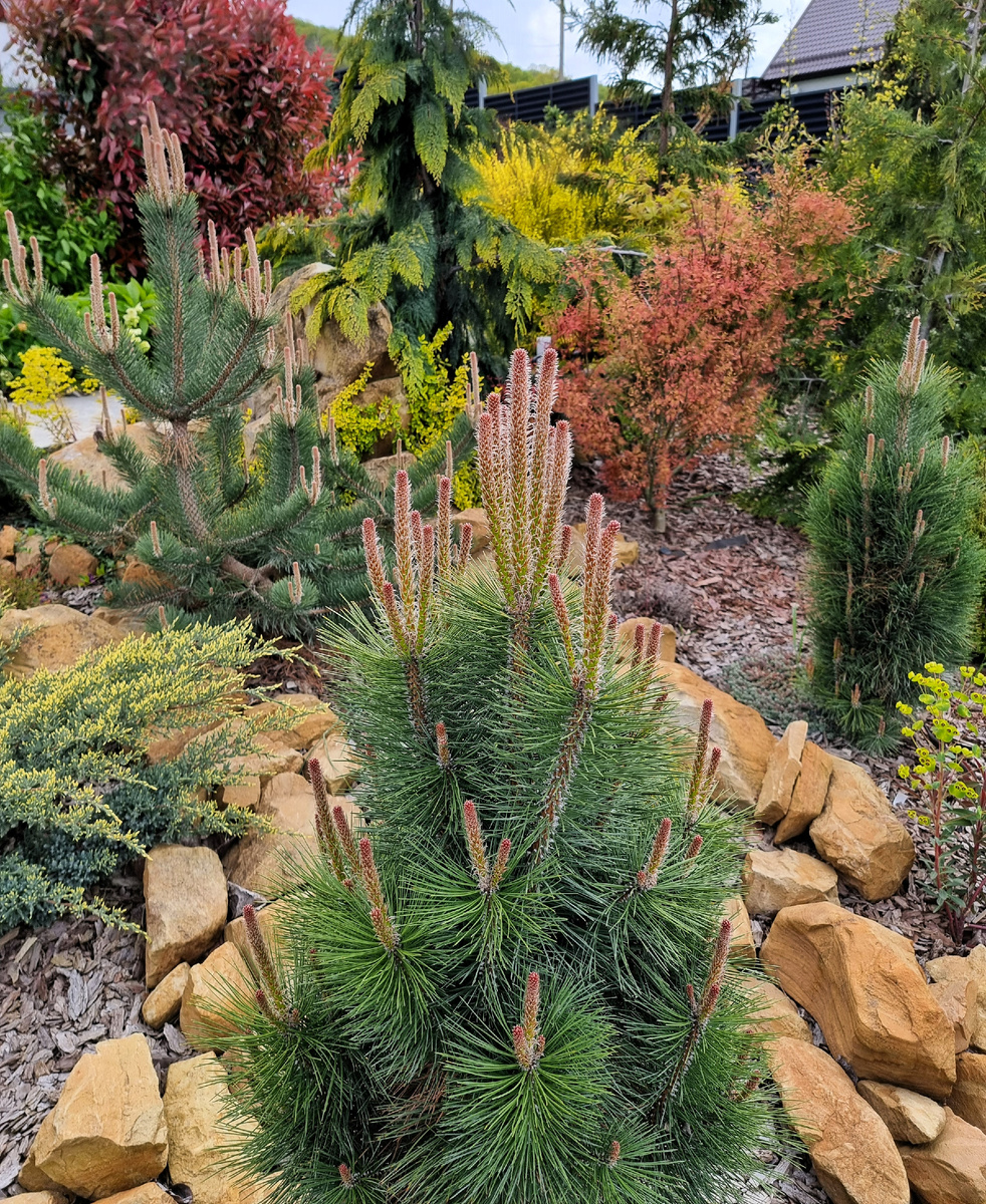 Слева-направо: Pinus nigra 'Oregon Green', 'Obelisk' и 'Green Tower'. 